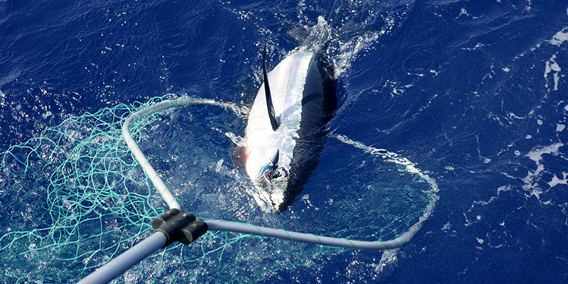 Los Cabos Tuna Jackpot Los Cabos Tuna Jackpot