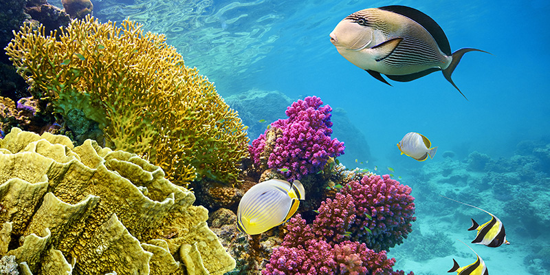 How Know Your Sunscreen Killing Coral Reefs How Know Your Sunscreen Killing Coral Reefs