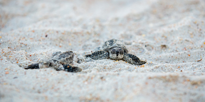 Turtle Release Season In Puerto Vallarta Turtle Release Season In Puerto Vallarta