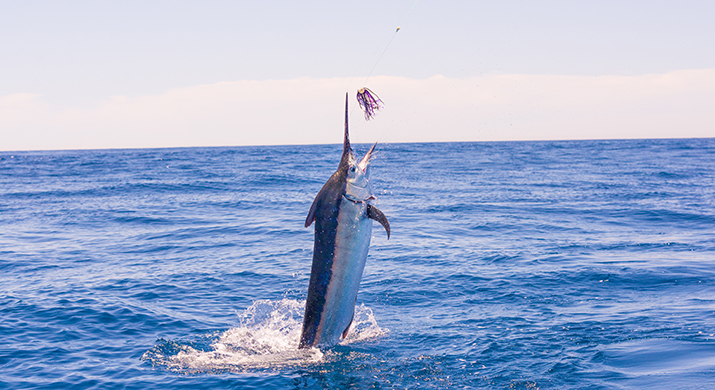 The World S Largest Marlin Fishing Tournament The World S Largest Marlin Fishing Tournament