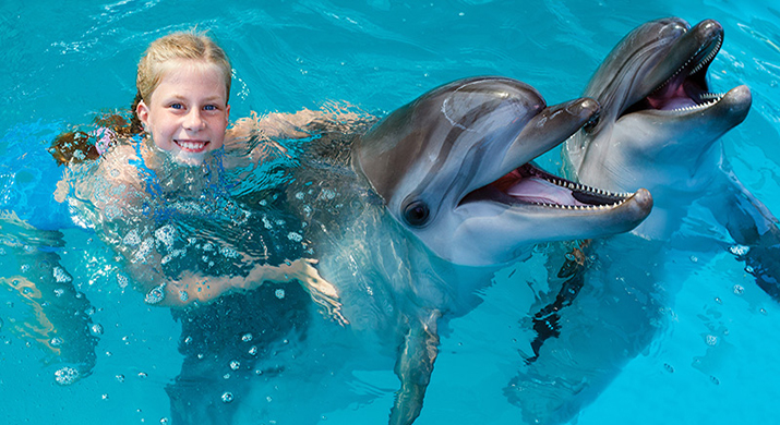 Nadar Con Delfines O Leones Marinos Nadar Con Delfines O Leones Marinos